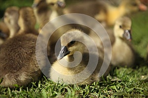 Cute ducks,Â Group of little yellow ducklings, Household